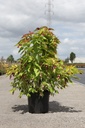 Leycesteria formosa GOLDEN LANTERNS (PBR) cont. 10L 60-80 cm +p