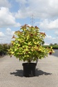 Leycesteria formosa GOLDEN LANTERNS (PBR) cont. 10L 60-80 cm +p