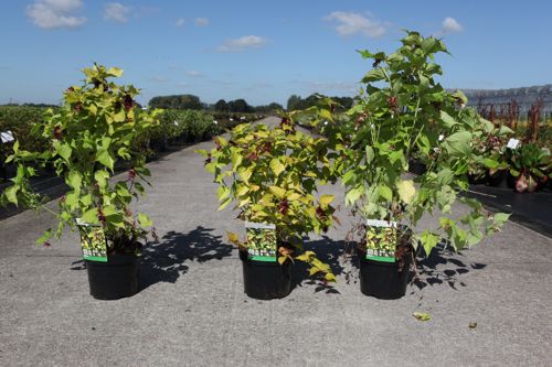 Leycesteria formosa GOLDEN LANTERNS (PBR) cont. 3,6L 40-50 cm +ф