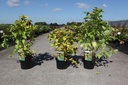 Leycesteria formosa GOLDEN LANTERNS (PBR) cont. 3,6L 40-50 cm +ф
