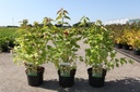 Leycesteria formosa GOLDEN LANTERNS (PBR) cont. 3,6L 40-50 cm +p