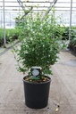 Hibiscus syriacus WHITE CHIFFON (PBR) cont. 18L 80-100 cm +ф