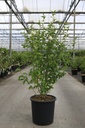 Hibiscus syriacus WHITE CHIFFON (PBR) cont. 18L 80-100 cm +ф