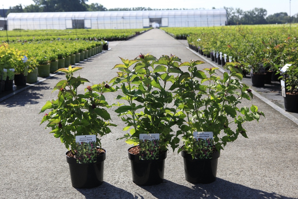 Leycesteria formosa 'Purple Rain' cont. 3,6L 40-50 cm +B