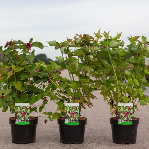 Leycesteria formosa 'Purple Rain' cont. 3,6L 40-50 cm +B