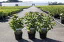 Leycesteria formosa 'Purple Rain' cont. 3,6L 40-50 cm +B
