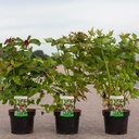 Leycesteria formosa 'Purple Rain' cont. 3,6L 40-50 cm +p