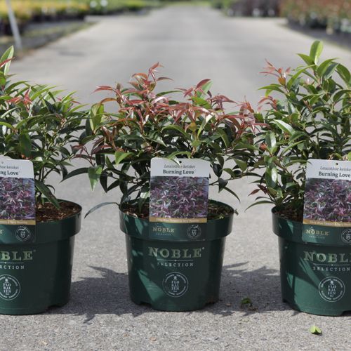 Leucothoe keiskei BURNING LOVE (PBR) cont. 3,6L 30/+ cm +ф