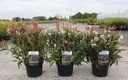 Leucothoe keiskei BURNING LOVE (PBR) cont. 3,6L 30/+ cm +p