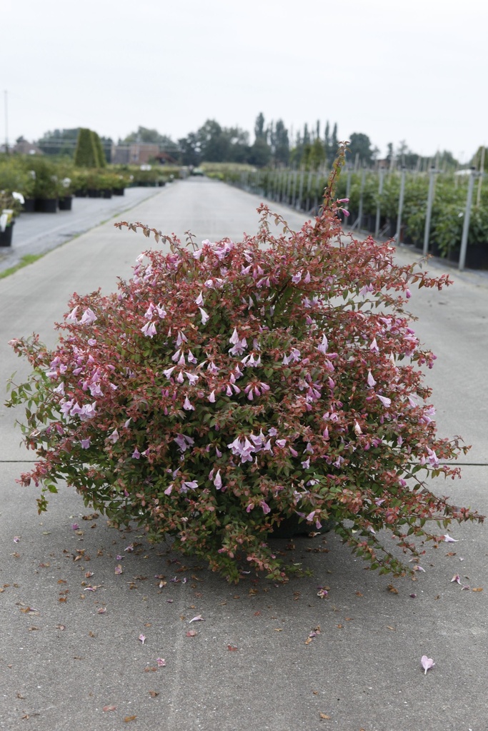 [P] Abelia Proven Winners® PINKY BELLS (PBR) cont. 10L деко 40/+ cm +ф