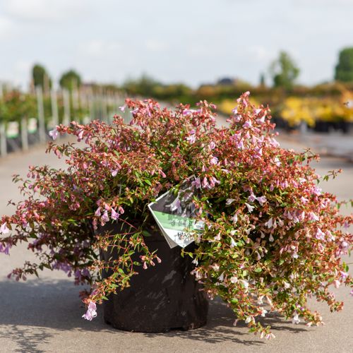 [P] Abelia Proven Winners® PINKY BELLS (PBR) cont. 10L deco 40/+ cm +ф