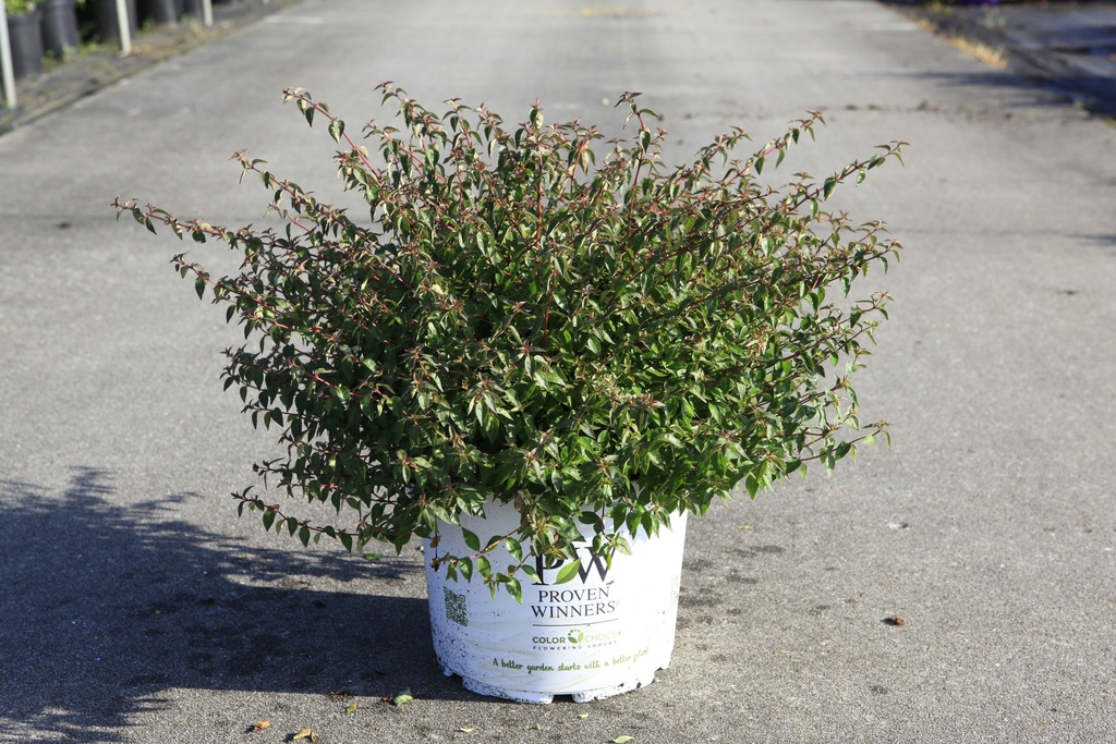[P] Abelia Proven Winners® PINKY BELLS (PBR) cont. 10L deco 40/+ cm +ф