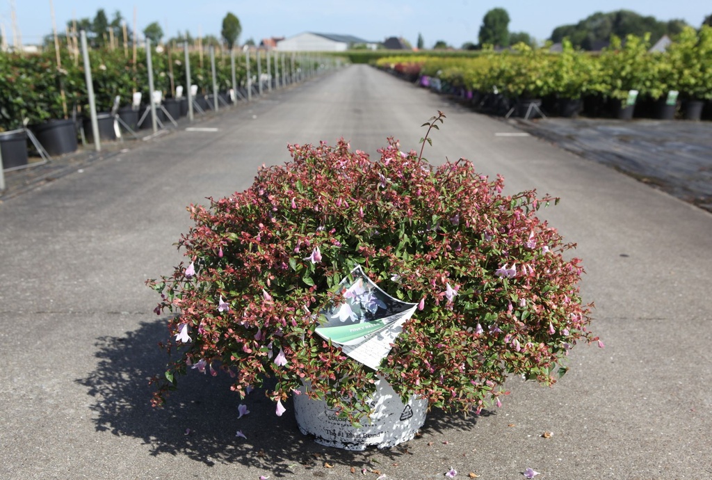 [P] Abelia Proven Winners® PINKY BELLS (PBR) cont. 10L deco 40/+ cm +B