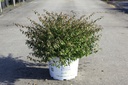 Abelia Proven Winners® PINKY BELLS (PBR) cont. 10L deco 40/+ cm +f
