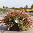 Abelia Proven Winners® PINKY BELLS (PBR) cont. 10L deco 40/+ cm +p