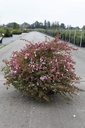 Abelia Proven Winners® PINKY BELLS (PBR) kont. 10L deko 40/+ cm +f