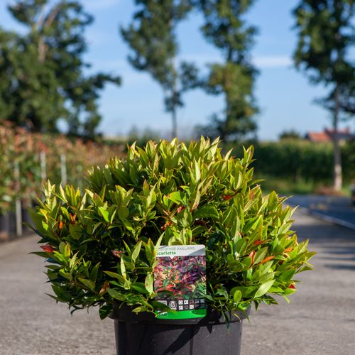 Leucothoe 'Scarletta' cont. 10L 50/+ cm +p