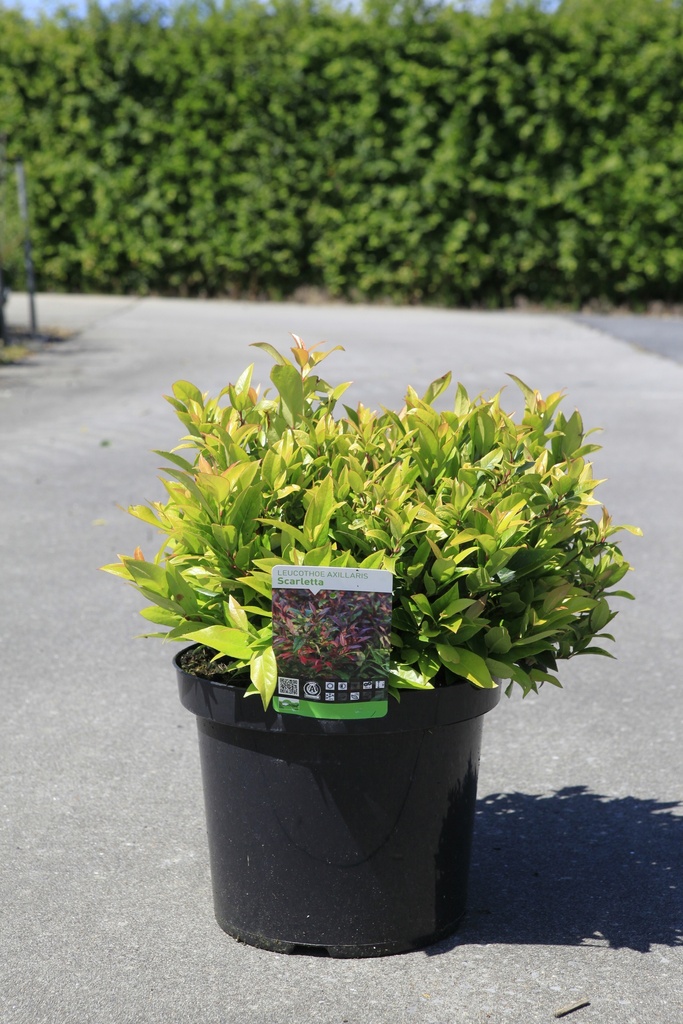 [P] Leucothoe 'Scarletta' cont. 10L 50/+ cm +p