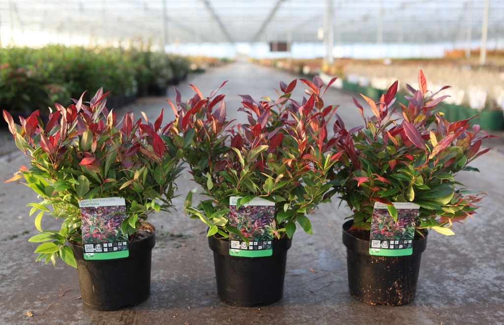 [P] Leucothoe 'Scarletta' cont. 3,6L 25-30 cm +ф