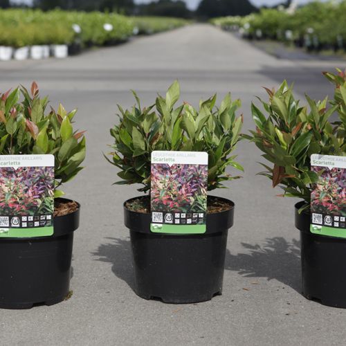 Leucothoe 'Scarletta' cont. 3,6L 25-30 cm +B