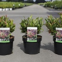 Leucothoe 'Scarletta' cont. 3,6L 25-30 cm +B