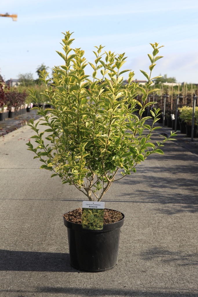 [P] Ligustrum ovalifolium 'Aureum' cont. 10L 80-100 cm