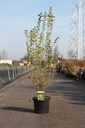 Ligustrum ovalifolium 'Aureum' cont. 10L 80-100 cm