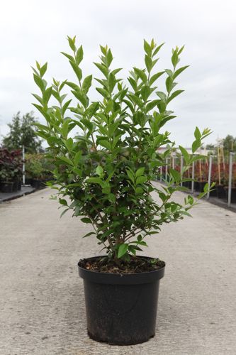 [P] Ligustrum ovalifolium cont. 10L 100/+ cm