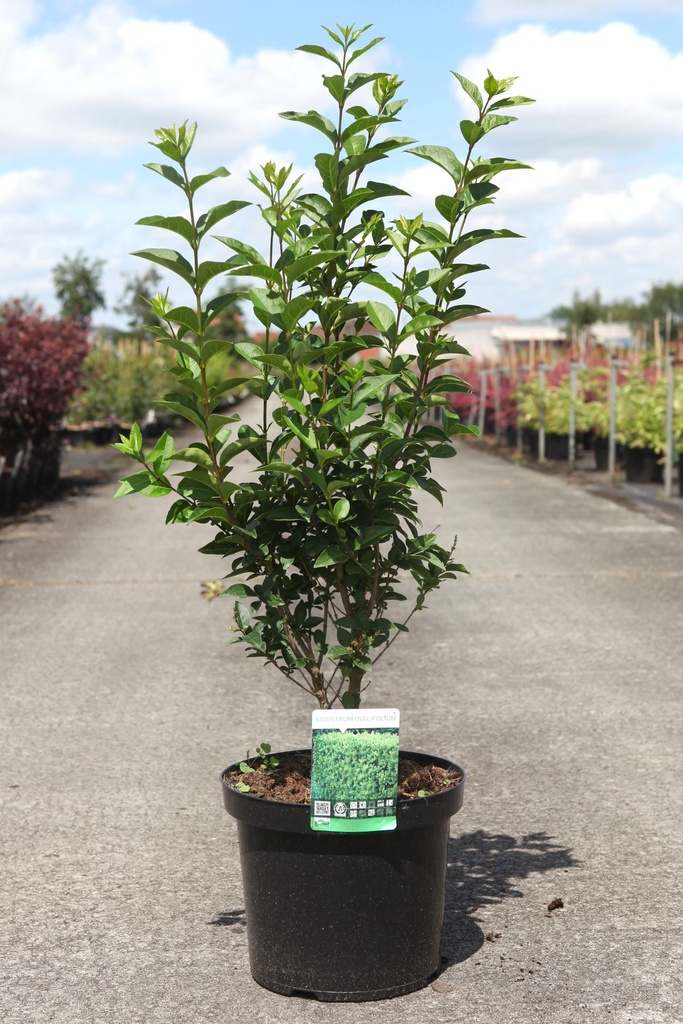 Ligustrum ovalifolium cont. 10L 100/+ cm