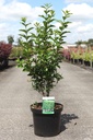 Ligustrum ovalifolium cont. 10L 100/+ cm