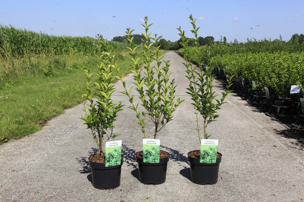 Ligustrum ovalifolium cont. 3,6L 80/+ cm +f