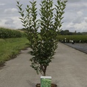 Ligustrum ovalifolium cont. 3,6L 80/+ cm +B