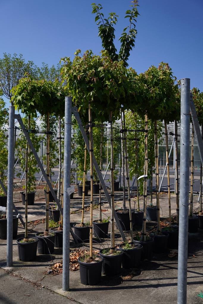 [P] Liquidambar styraciflua 'Gum Ball' cont. 18L hoogstam 6-8