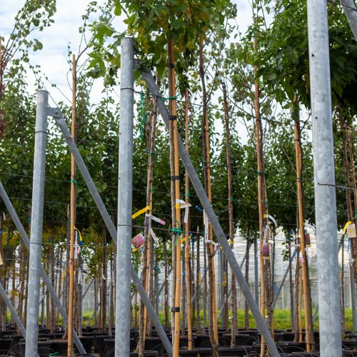 [P] Liquidambar styraciflua 'Gum Ball' cont. 18L tige haute 6-8