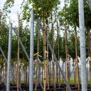 Liquidambar styraciflua 'Gum Ball' cont. 18L standard 6-8