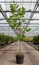 Liriodendron tulipifera cont. 7,5L 150/+ cm +ф