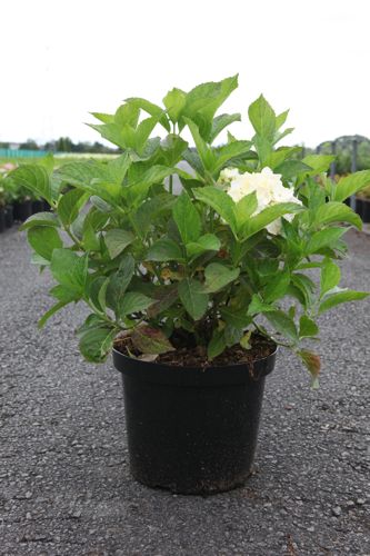 Hydrangea macrophylla 'Soeur Thérèse' cont. 10L 50-60 cm +ф