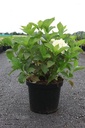 Hydrangea macrophylla 'Soeur Thérèse' cont. 10L 50-60 cm +ф