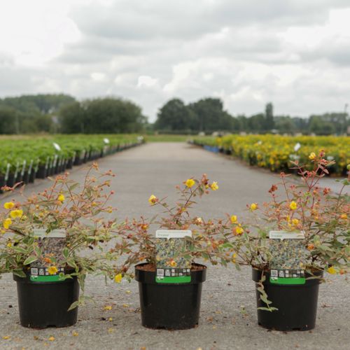 [P] Hypericum moserianum 'Tricolor' cont. 3,6L 25-30 cm +p