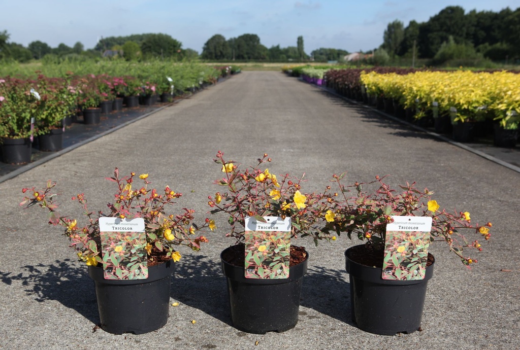 Hypericum moserianum 'Tricolor' cont. 3,6L 25-30 cm +p