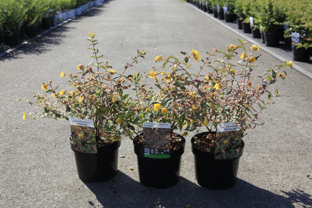 [P] Hypericum moserianum 'Tricolor' cont. 3,6L 25-30 cm +p