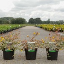 Hypericum moserianum 'Tricolor' cont. 3,6L 25-30 cm +p