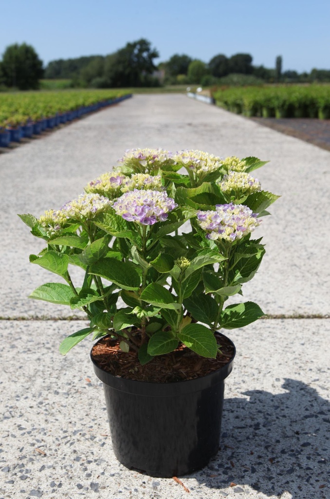 Hydrangea macrophylla 'Xian®' cont. 5L 30/+ cm +ф