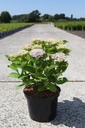 Hydrangea macrophylla 'Xian®' cont. 5L 30/+ cm +ф