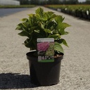 Hydrangea macrophylla 'Xian®' cont. 5L 30/+ cm +ф