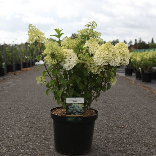 [P] Hydrangea paniculata BOBO (PBR) cont. 10L 40-50 cm +ф