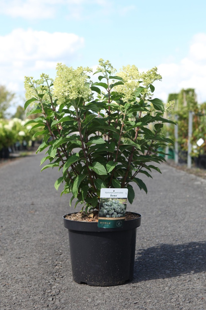 Hydrangea paniculata BOBO (PBR) cont. 10L 40-50 cm +ф
