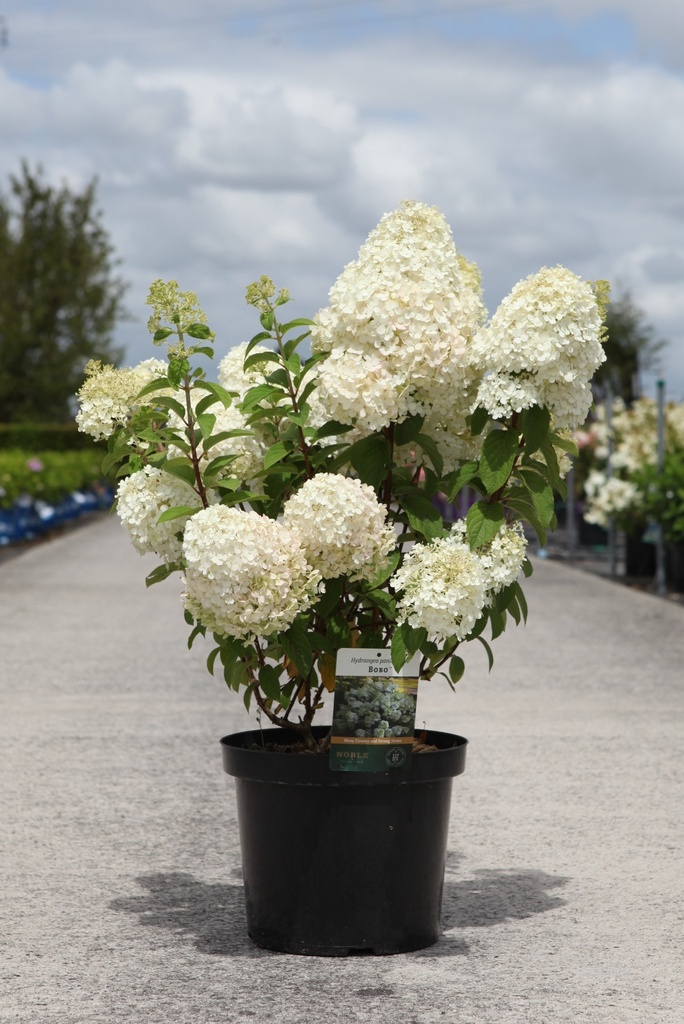 Hydrangea paniculata BOBO (PBR) cont. 10L 40-50 cm +f