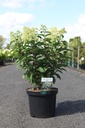 Hydrangea paniculata BOBO (PBR) cont. 10L 40-50 cm +ф