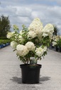 Hydrangea paniculata BOBO (PBR) cont. 10L 40-50 cm +f